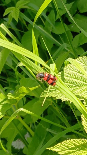 Пестряк пчелиный, пчеложук обыкновенный (Trichodes apiarius) — жук семейства пестряков смотреть онлайн