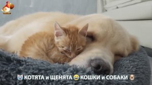 Котята и щенята 🐈🐶 Кошки и собаки 🤗 Про животных (30)