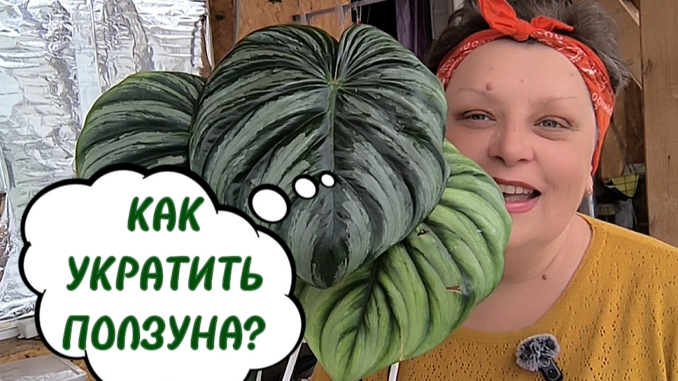 КАК УКРАТИТЬ ПОЛЗУЩИЕ ФИЛОДЕНДРОНЫ ? Пловмани Ватермелон 🍉 и другие. 08-06-2026