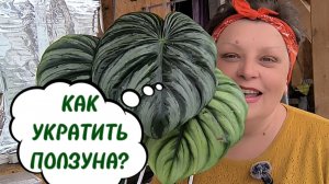 КАК УКРАТИТЬ ПОЛЗУЩИЕ ФИЛОДЕНДРОНЫ ? Пловмани Ватермелон 🍉 и другие. 08-06-2026