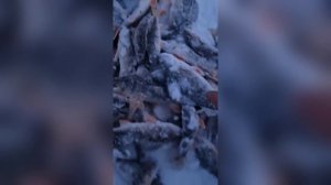 Окунь на раттлин 60 мм 14,5 гр №56  от Mr. Musurok  🔥