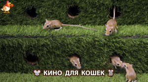 Видео для кошек про крысок развлекать питомцев 🐭🐀😂 (553)