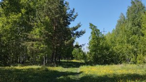 Минута релакса и медитации с красивой музыкой. Природа, шёпот берёзового леса, пение лесных птиц