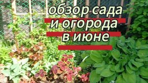 Обзор сада и огорода в начале лета. Привезли лодку. Купили сливу и малину. 08.06.2026