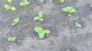 Обработка табака от болячек, СТРЕКАР КС. 08.06.2026г.