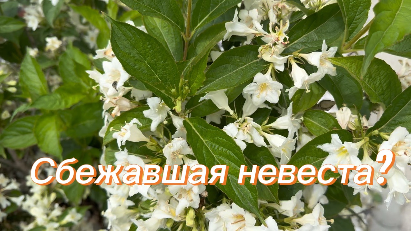 8 июня ☑️ Гортензия? 👀 Сбежавшая невеста? Моя благодарность и вопрос!