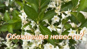 8 июня ☑️ Гортензия? 👀 Сбежавшая невеста? Моя благодарность и вопрос!