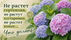 Гортензия чахнет? Возможно, вы забыли про кислую почву