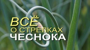 КОГДА И ЧТО НУЖНО СДЕЛАТЬ СО СТРЕЛКАМИ ЧЕСНОКА!