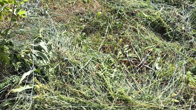 За сочной ТРАВОЙ 🌿🌿🌿. У ПЧЁЛ 🐝🐝🐝 смотреть онлайн