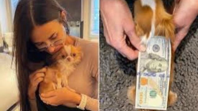 Актриса Деми Мур переживает тяжелую утрату, потерю любимой собачки смотреть онлайн