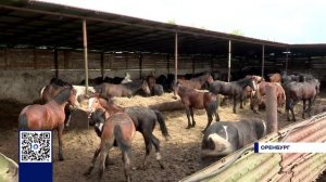 В ПОСЕЛКЕ КУШКУЛЬ НАЗРЕЛА ЭКОЛОГИЧЕСКАЯ ПРОБЛЕМА
