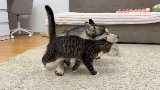 Очаровательный котенок впервые проявляет свою любовь к гигантскому хаски!!