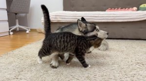 Очаровательный котенок впервые проявляет свою любовь к гигантскому хаски!!