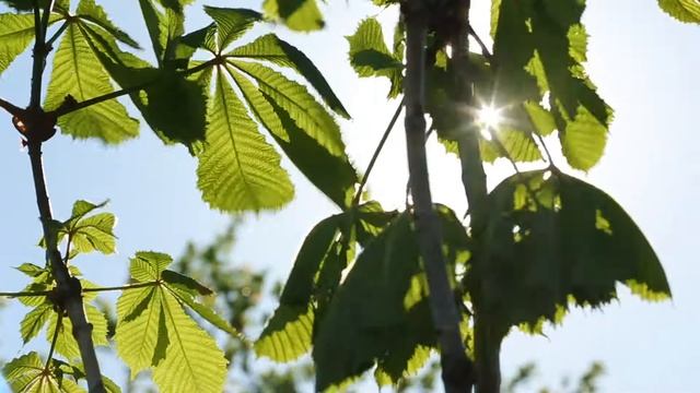 Человек с уникальными способностями Мехди. Дольмены Краснодарского края
