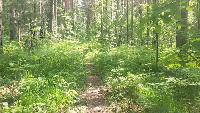 В лесу: опять про опасную осторожность, 21 студент в Старобельске против 2 мирных человек на Украине