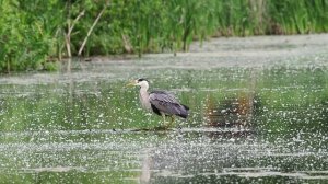 Удачная рыбалка серой цапли