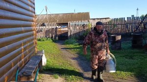 Утро на хозяйстве/Плюс один бычок и Вакцинация от ящура