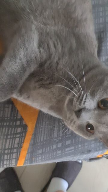 Наглый котяра мешает делать контент