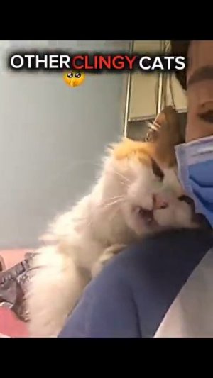 кошки все чувствуют