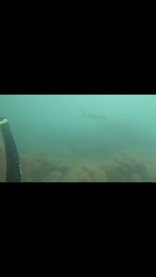 Самый наглый лобань черного моря,но нам есть что ему показать)