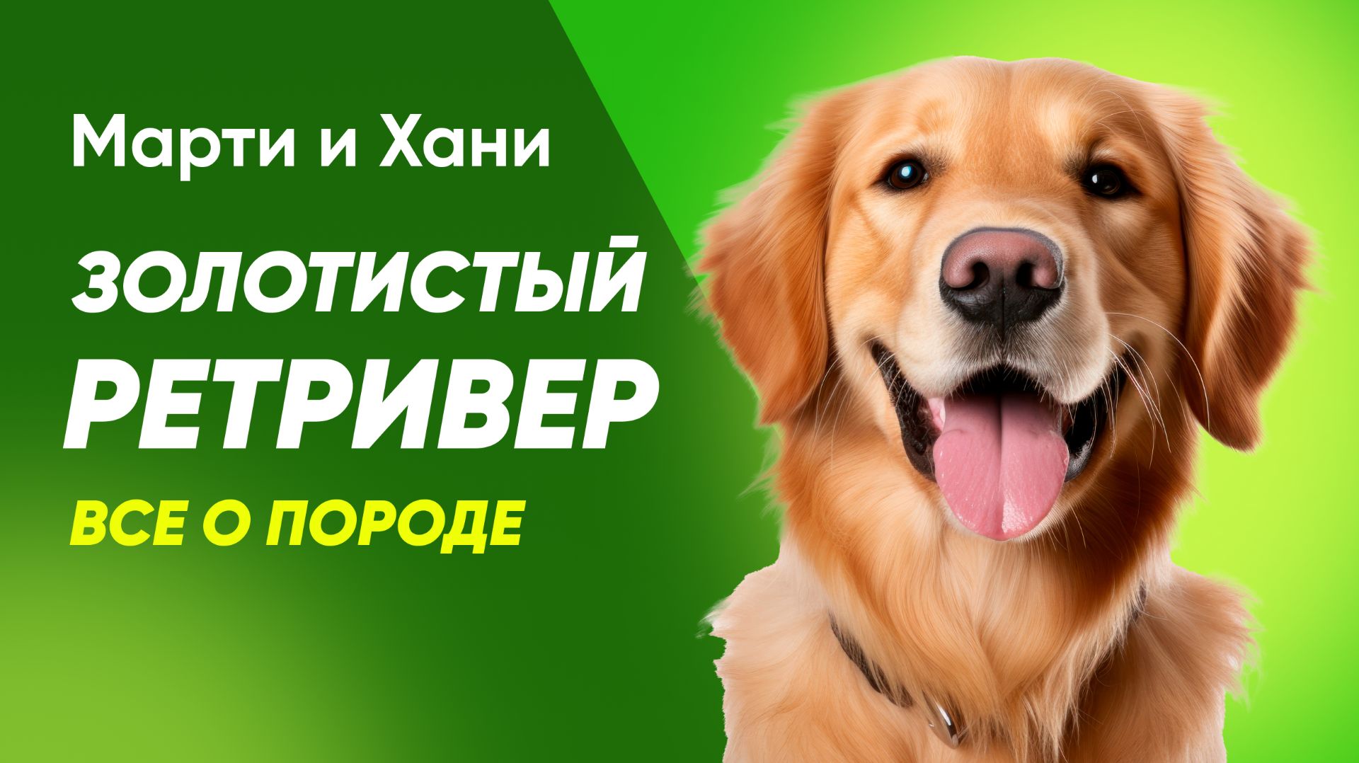 ВСЁ О ПОРОДЕ ЗОЛОТИСТЫЙ РЕТРИВЕР / ИДЕАЛЬНЫЙ ДРУГ И КОМПАНЬОН / ХАРАКТЕР, УХОД И СЕКРЕТЫ ВОСПИТАНИЯ смотреть онлайн