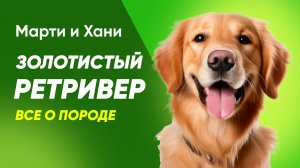 ВСЁ О ПОРОДЕ ЗОЛОТИСТЫЙ РЕТРИВЕР / ИДЕАЛЬНЫЙ ДРУГ И КОМПАНЬОН / ХАРАКТЕР, УХОД И СЕКРЕТЫ ВОСПИТАНИЯ