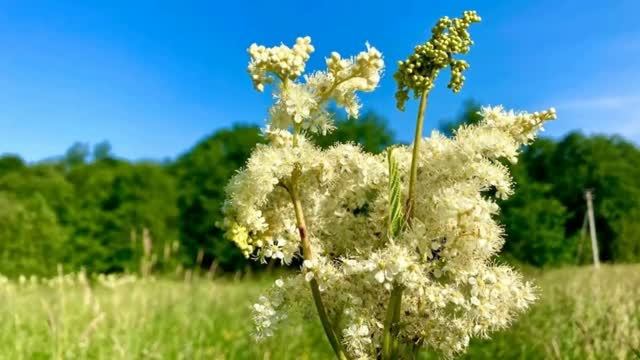 ТАВОЛГА- ЛАБАЗНИК муз.С.Чекалин смотреть онлайн