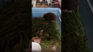 Нашёл ёжика, заботился 2 дня а потом отпустил.