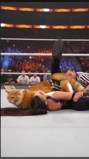 Кот в WWE