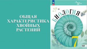 Урок 12. Общая характеристика хвойных растений