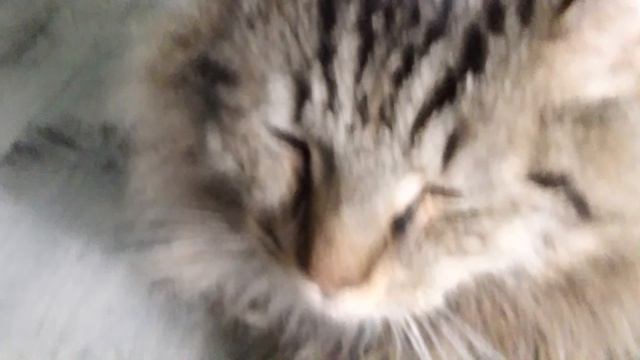 241.mp4 смотреть онлайн