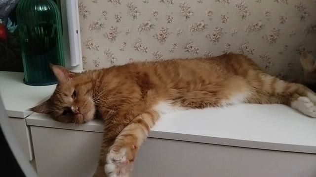 Мой кот Скитлс, знакомство! смотреть онлайн