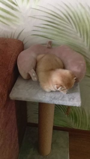 Про моего котика Сэма