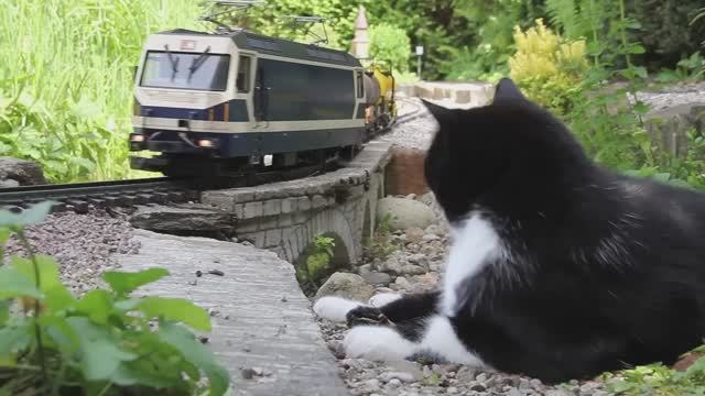 Кот против поезда! Железная дорога и пушистый контролёр 🚂😺 смотреть онлайн