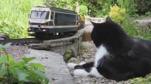Кот против поезда! Железная дорога и пушистый контролёр 🚂😺