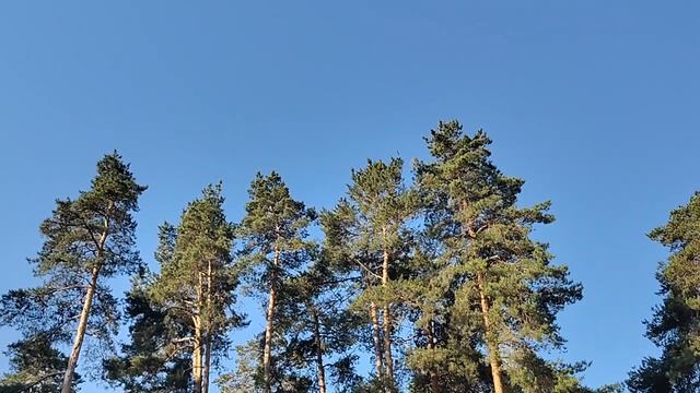 ИЗМЕНЕНИЯ НА МОЁМ КАНАЛЕ СПАСИБО ЗА НАУКУ КОМПЛЕКСЫ ОТЛОЖИМ смотреть онлайн