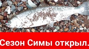 Удачная рыбалка в Пригородном#Сахалин.
