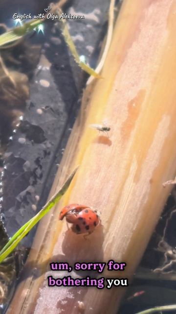 A story of two bugs смотреть онлайн