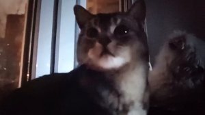 1000022756.mp4