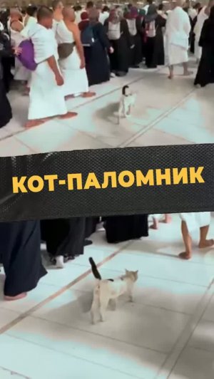 ЗВЕЗДА МЯУ-МУСЛИМ #мирадио