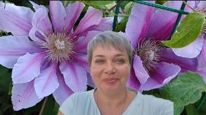 Пионы ещё спят. Раннее утро в саду.