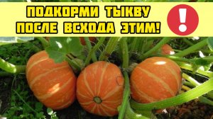 Первая подкормка ТЫКВЫ после всходов! Тыквы нарастает тонна от этой подкормки!