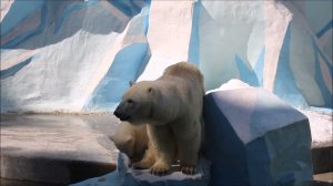 Умка испугался когда отключили воду, а Герда что-то увидела в воде и побежала смотреть 05.06.2026