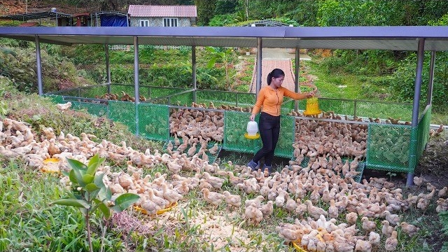 Строю просторный курятник из железной и пластиковой сетки. Купила цыплят. Серия 110. Ли Фук Ви смотреть онлайн