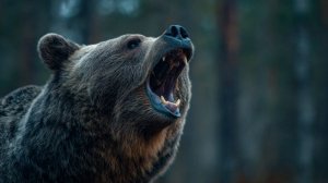 Медведь попытался напасть на мужчину в пригороде Хабаровска