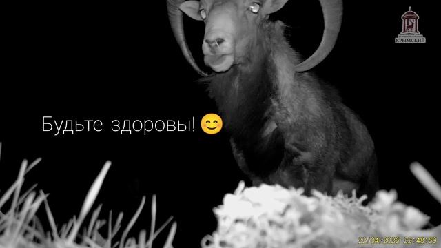 Муфлон чихнул