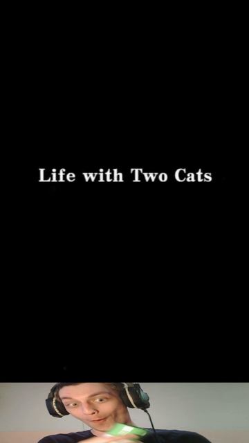 Котиные Бои