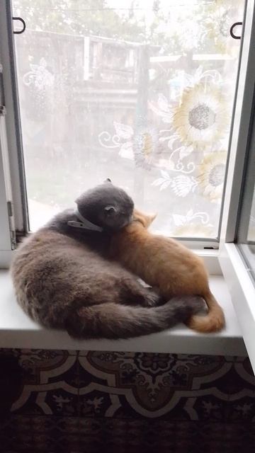 Без слов :) смотреть онлайн