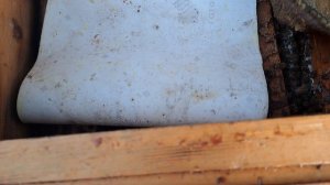 поймал второй рой в пустой улей